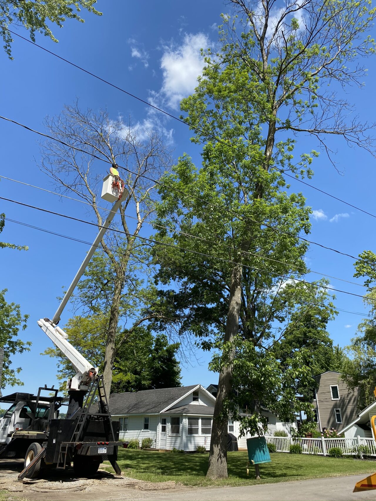 Tree Removal - RM Tree Services: Tree Removal, Land Cleaning